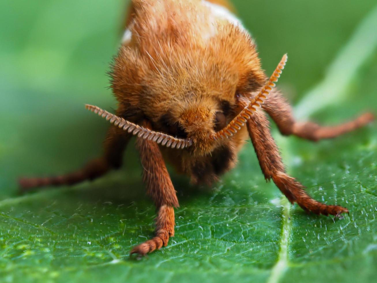 Closeup of a beautiful male orange swift moth Triodia sylvina photo