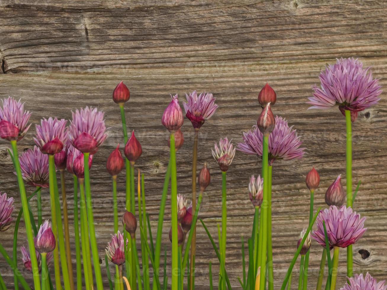 Chives flowering beside a wooden garden fence photo