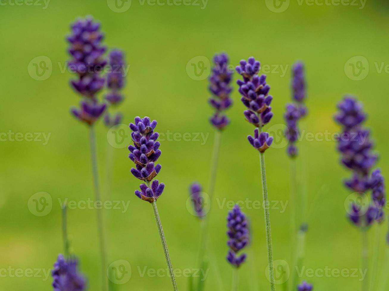 Closeup of pretty lavender flowers variety Hidcote Blue photo