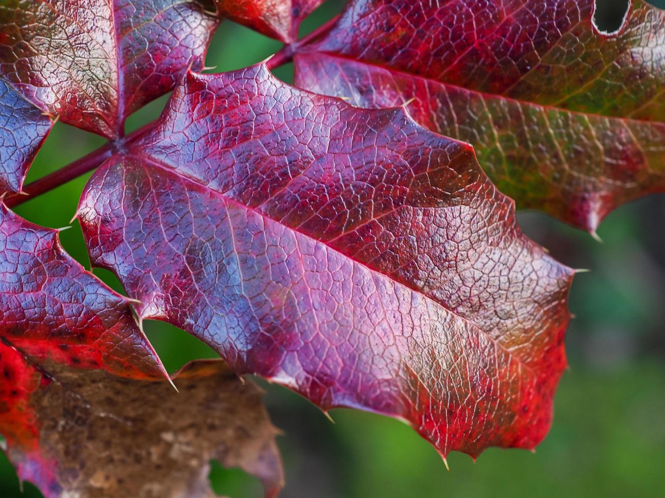 Brightly coloured and textured holly leaf in winter photo