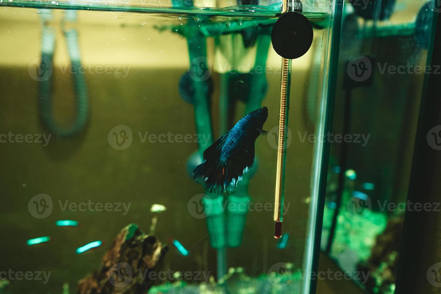 Pez luchador siamés Betta splendens en un acuario foto