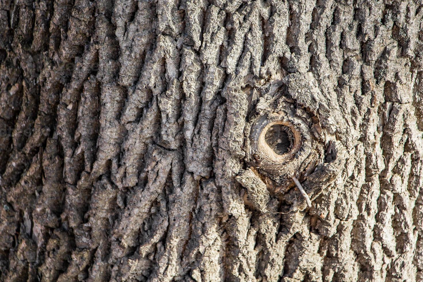 Fondo de corteza de árbol marrón natural foto