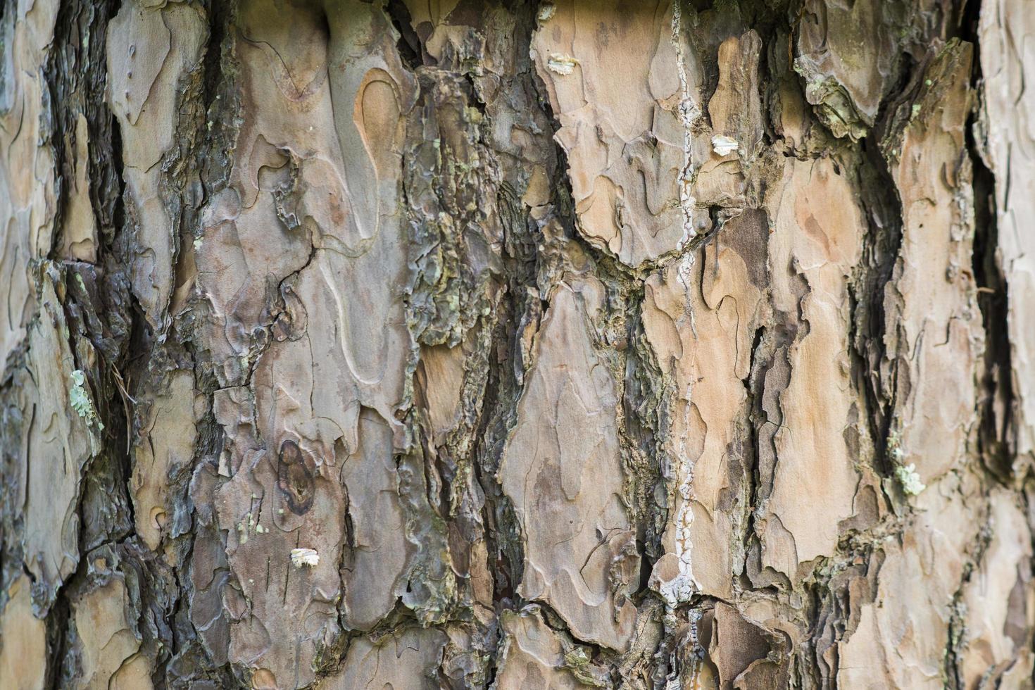 Hermosa corteza de pino en un bosque de pinos con musgo foto