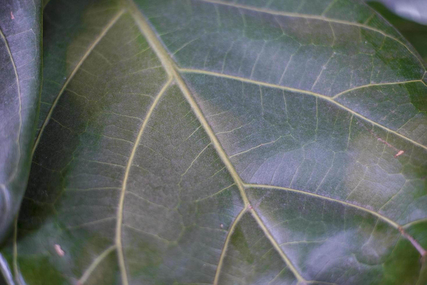 Close up leaf green photo