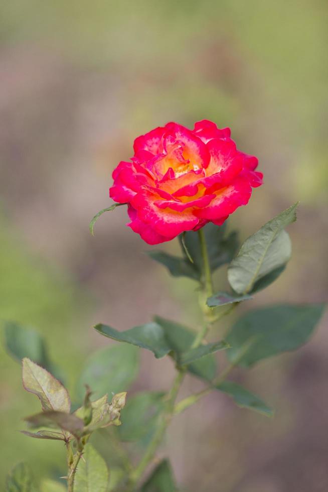 Beautiful closeup colourful red rose photo