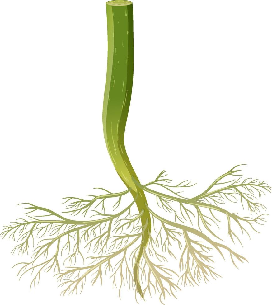 Isolated plant root on white background vector