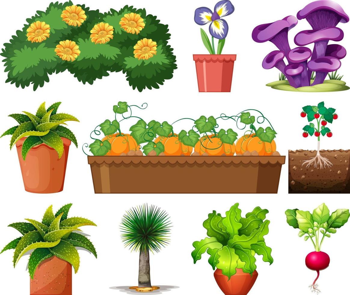 Set of different plants in pots isolated on white background vector