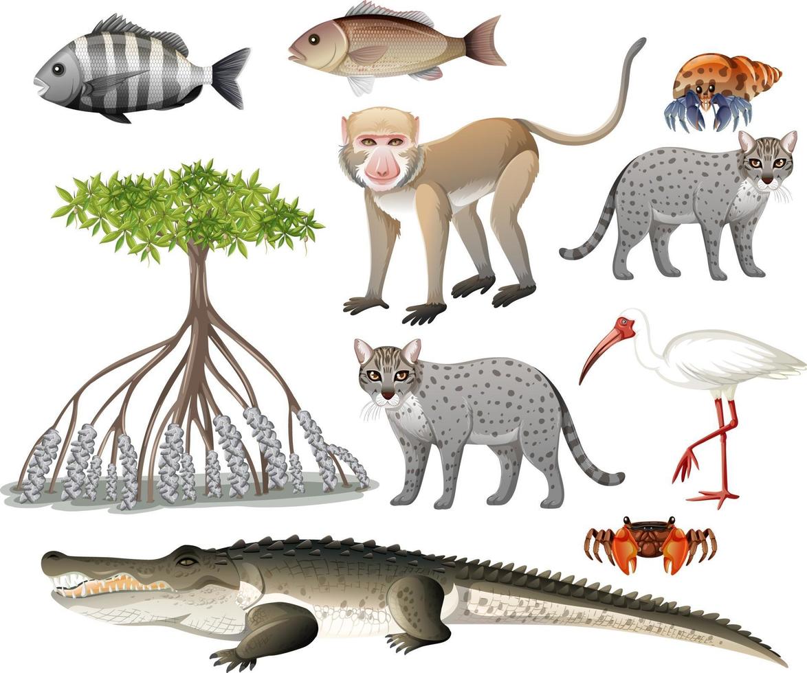 Set of various mangrove animals isolated vector