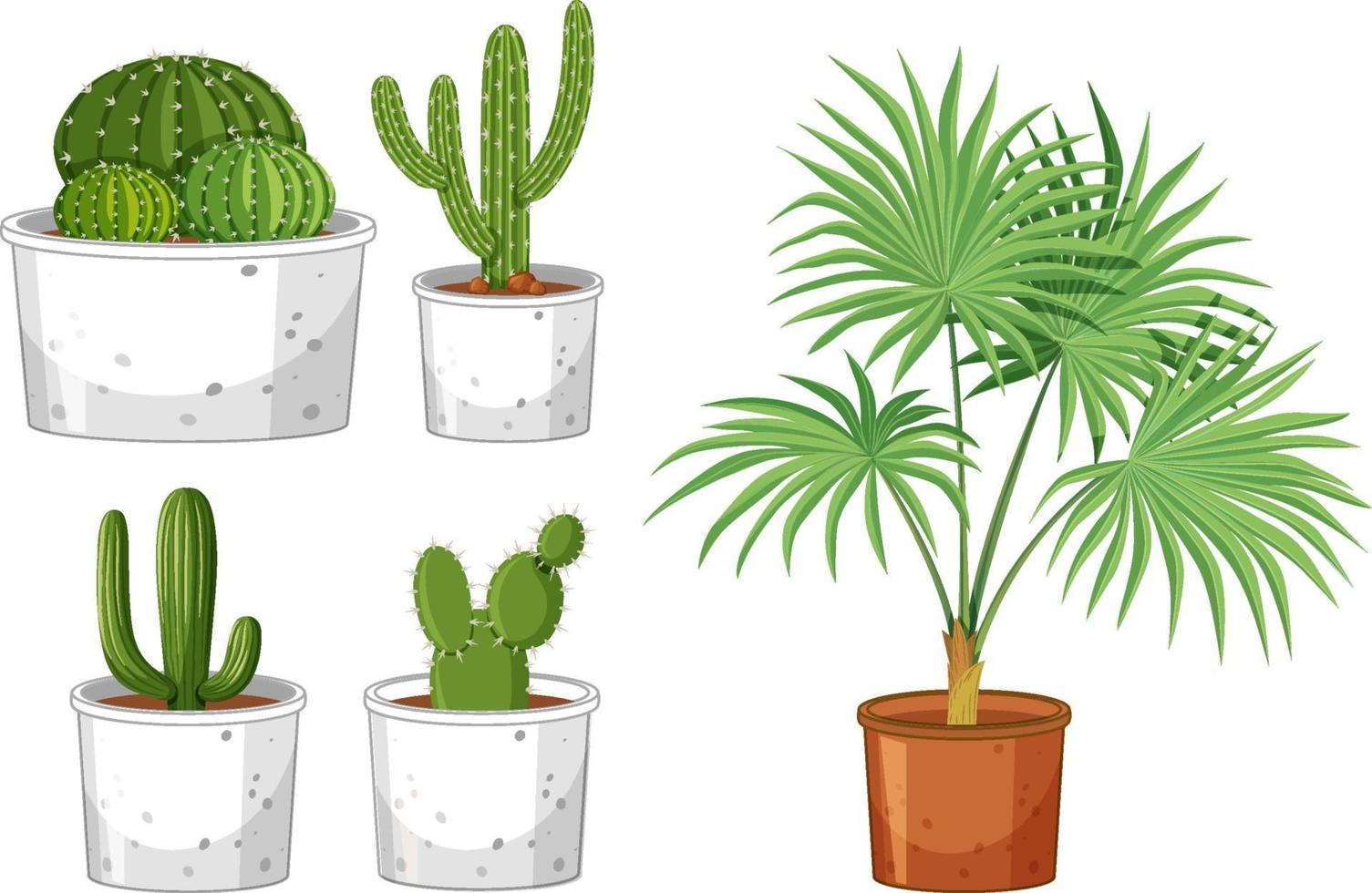 Conjunto de diferentes cactus en maceta sobre fondo blanco. vector