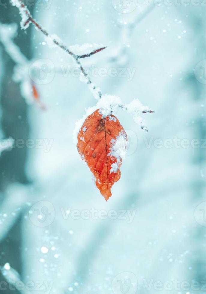 nieve en la hoja roja en invierno foto