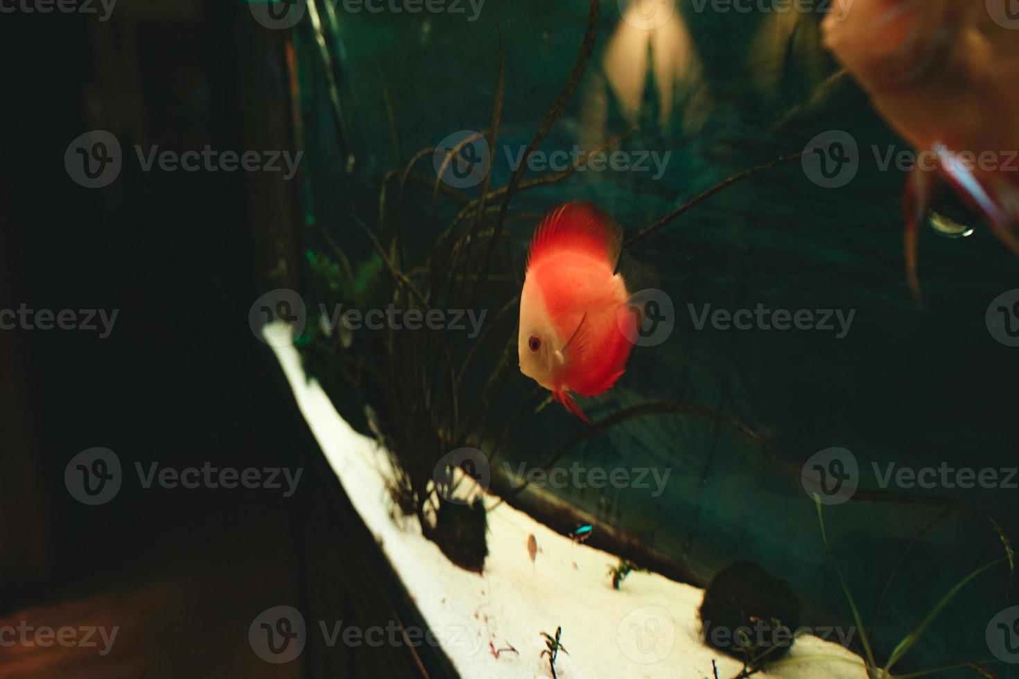 Exotic fish Symphysodon discus, in an aquarium photo