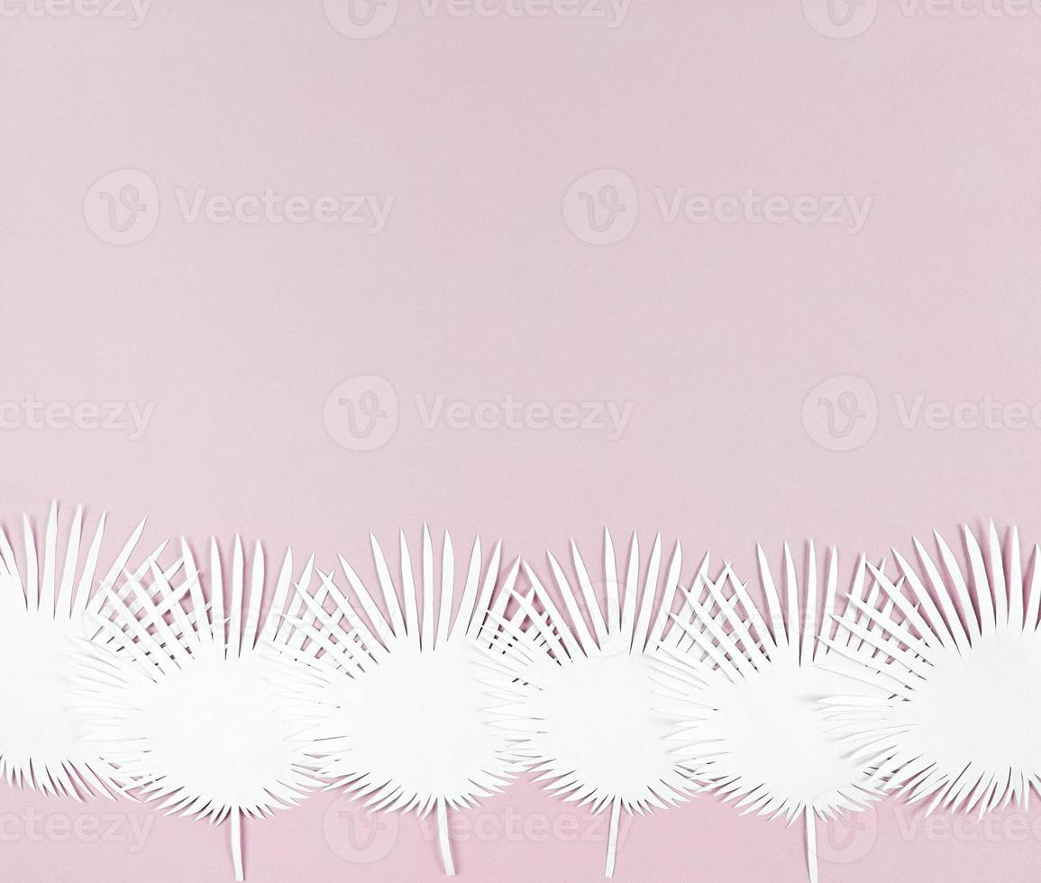 hojas de papel de palma livinston blancas sobre fondo rosa con espacio de copia. foto