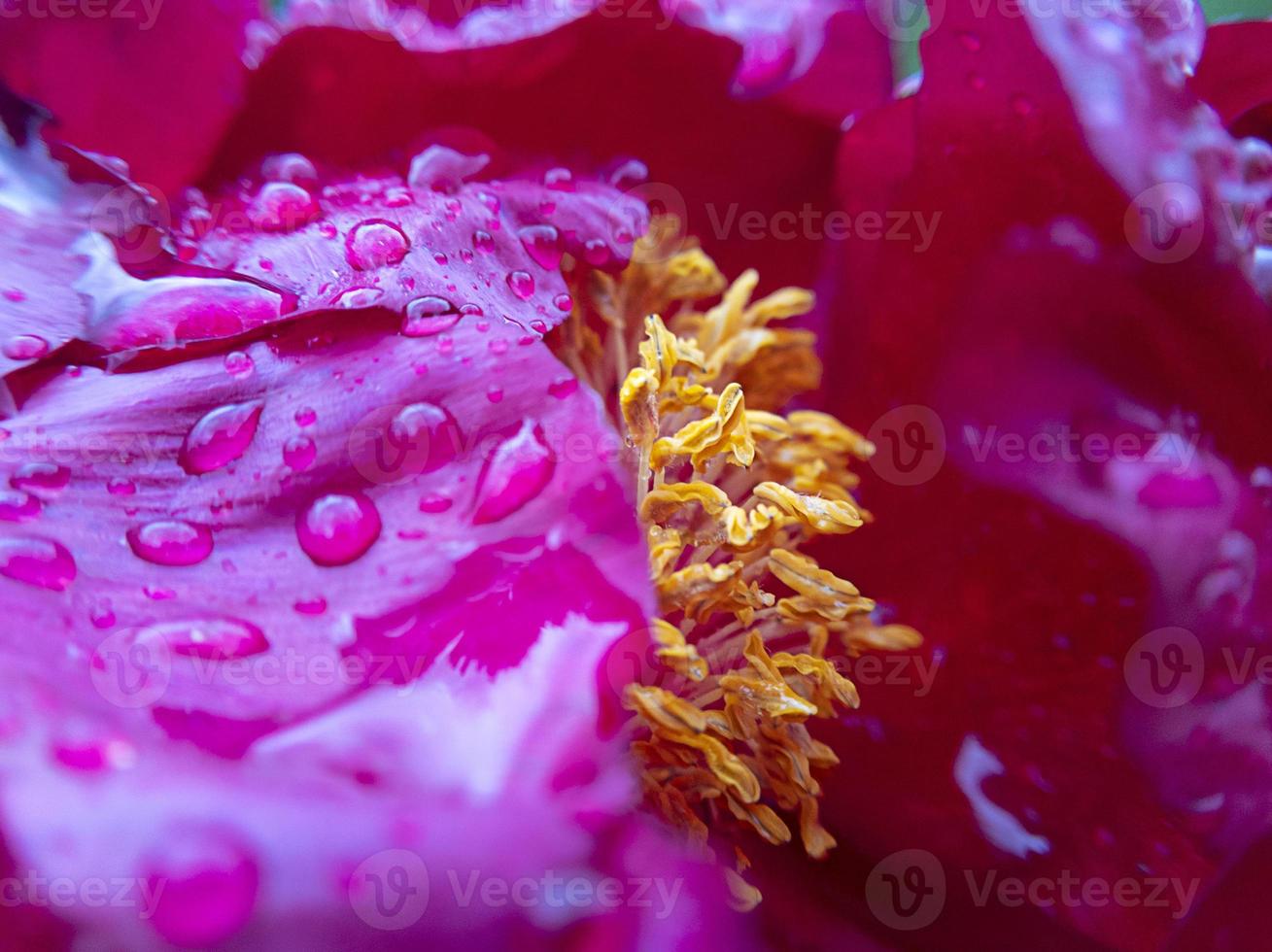 Macro red peony flower with rain drops on it. Stock photo. photo