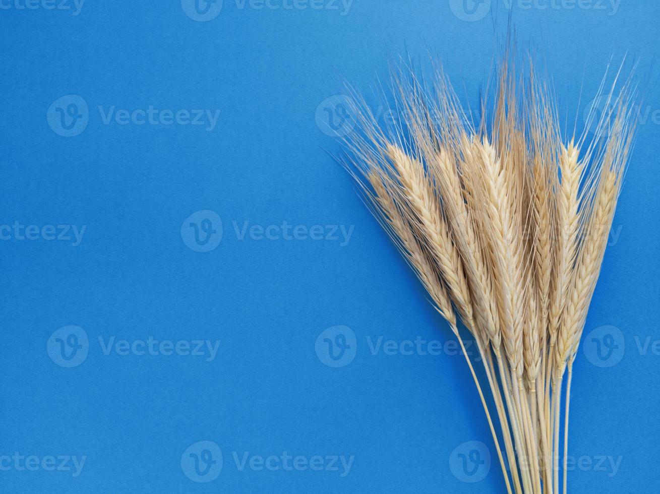 Spikelets of rye on a blue background. Simple flat lay with copy space. Stock photo. photo