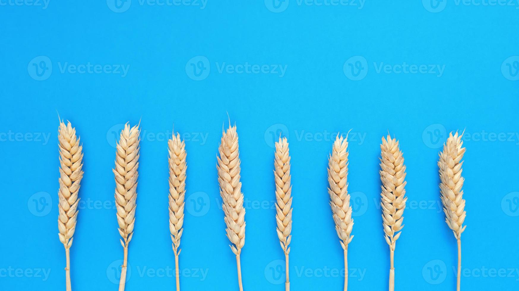 Spikelets of wheat on a blue background. Simple flat lay with copy space. Stock photo. photo