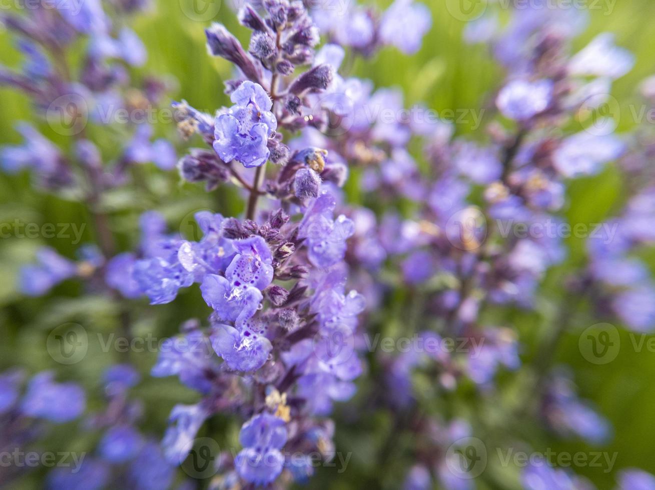 Lavender flowers. Stock photo. photo