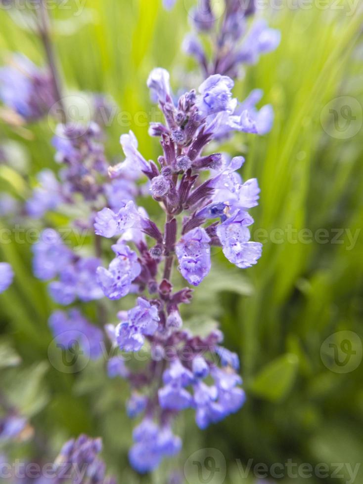 Lavender flowers. Stock photo. photo