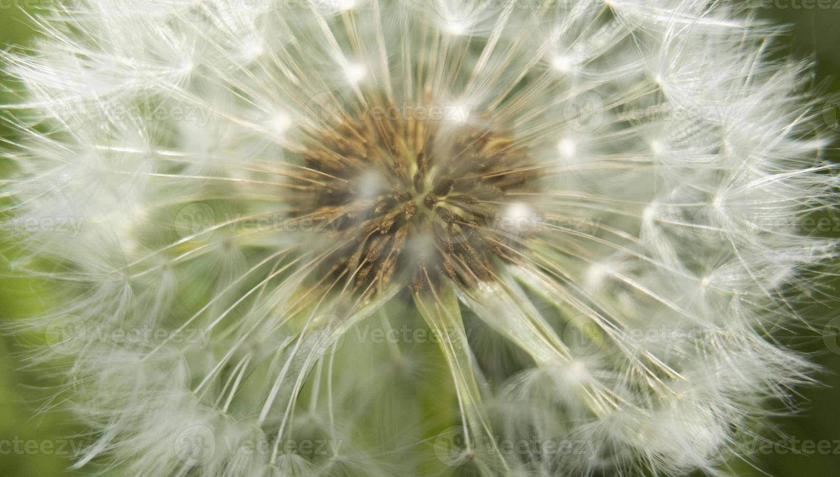 macro flor amarilla de diente de león con espacio de copia y fuga de luz solar. foto de stock.