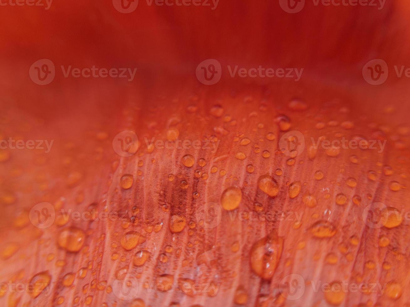 Macro poppy petal with raindrops on it. Stock photo. photo