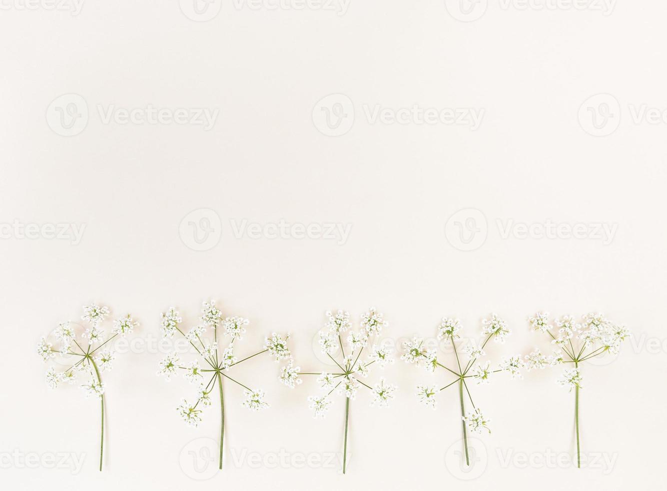 flores silvestres blancas sobre fondo beige con espacio de copia. foto