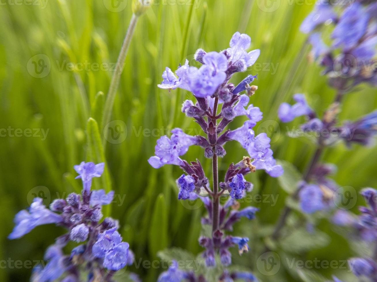 Lavender flowers. Stock photo. photo