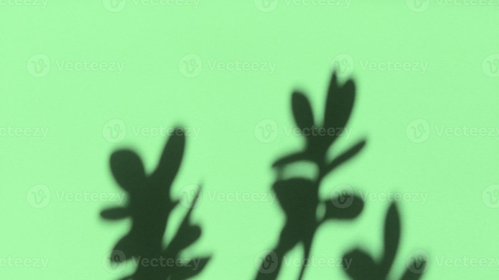 Leaves shadows on green pastel texture paper. Abstract backgorund. Stock photo. photo