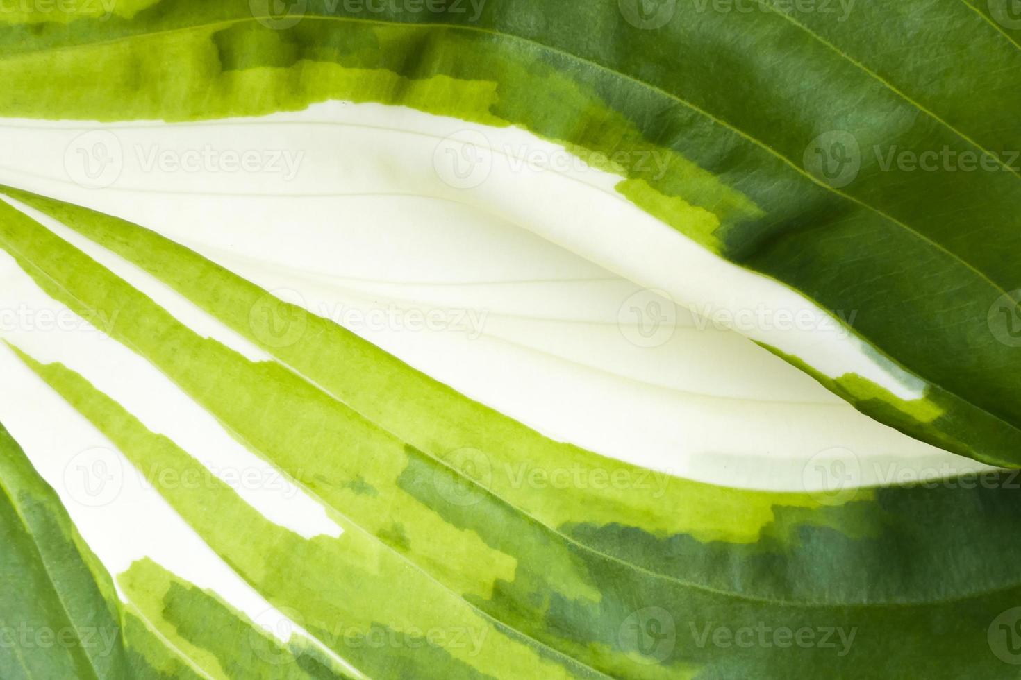 Texture of host's rropic plant, close-up photo