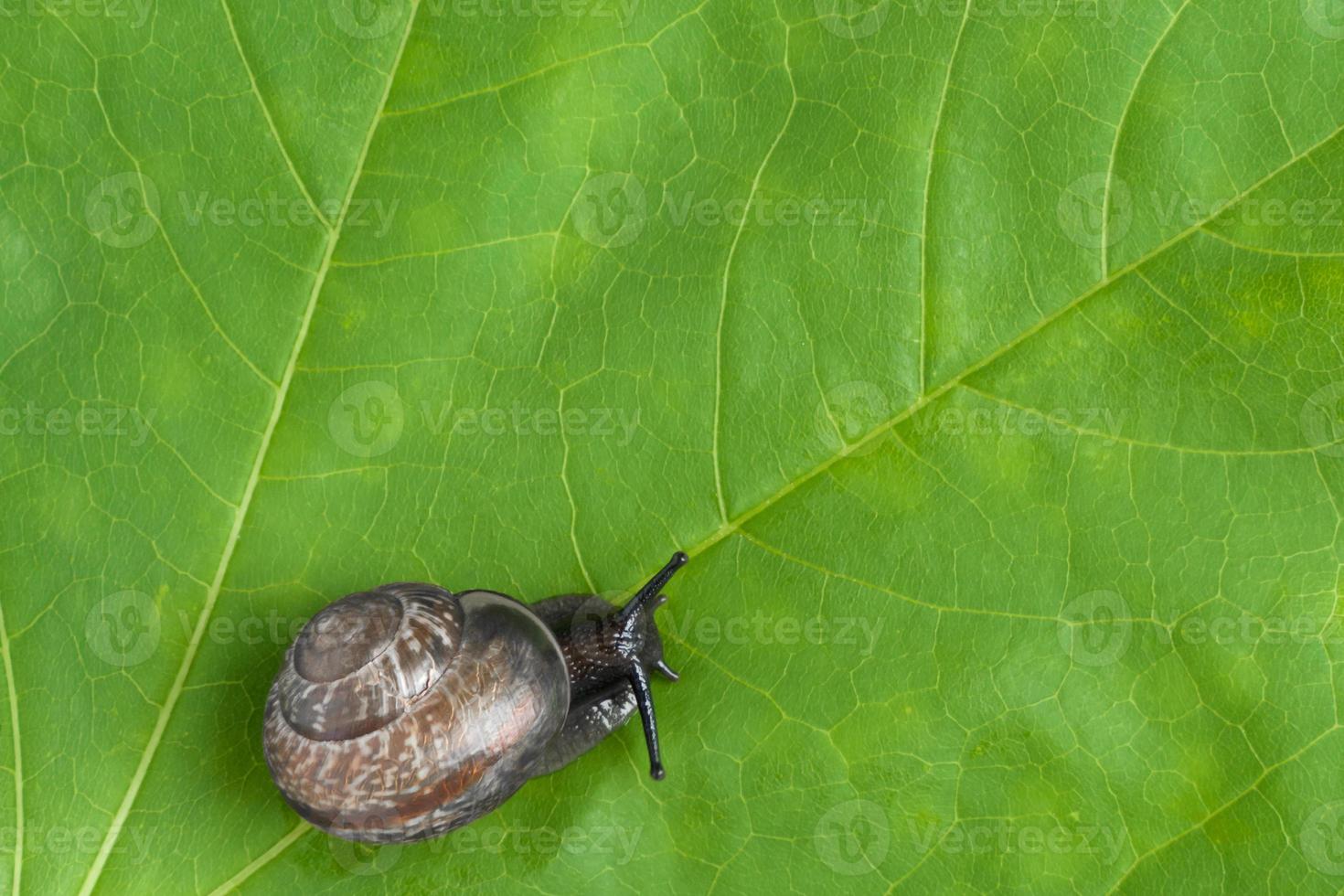 land snails on the plant, close-up photo