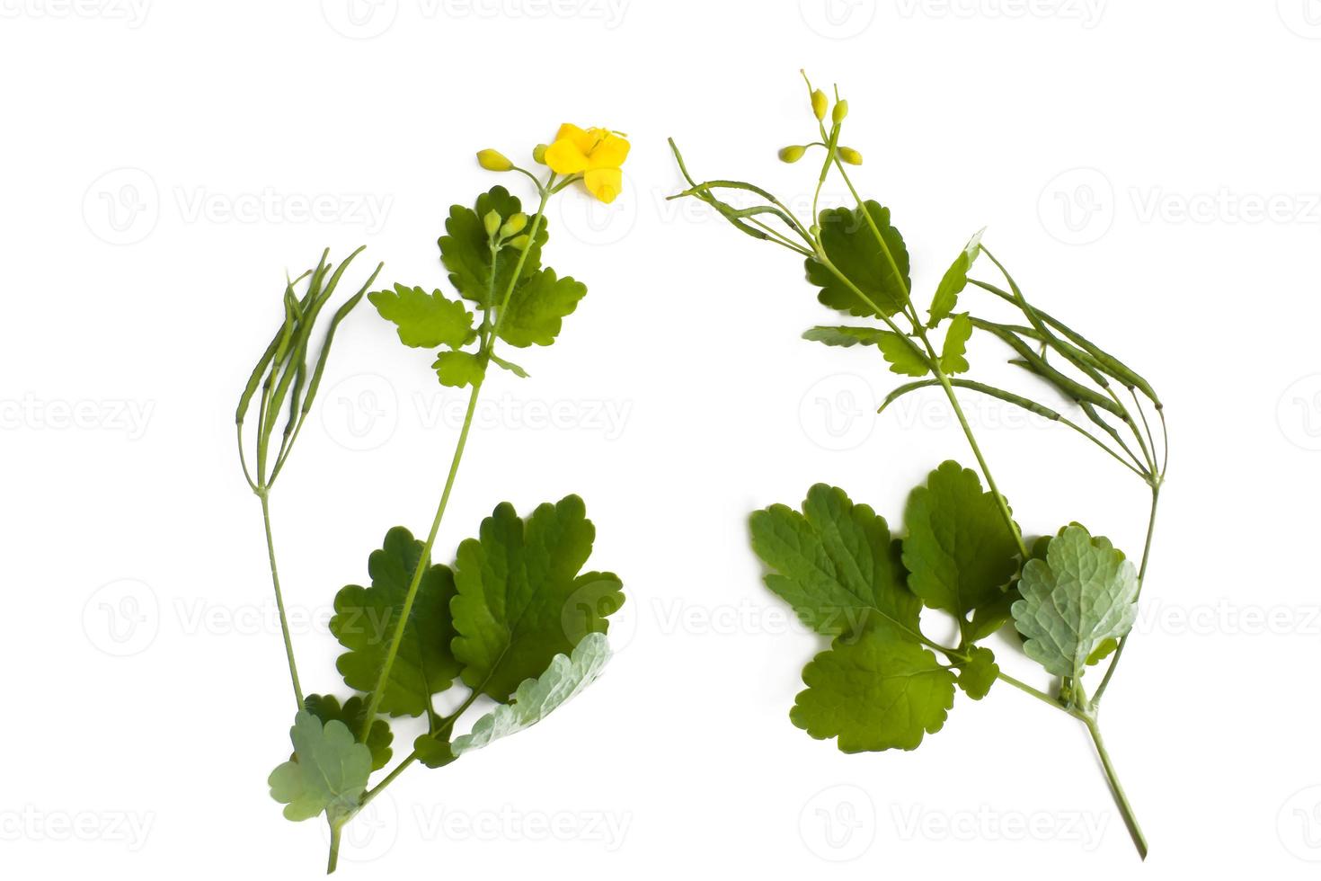 St. Johns wort Hypericum perforatum isolated on white background photo