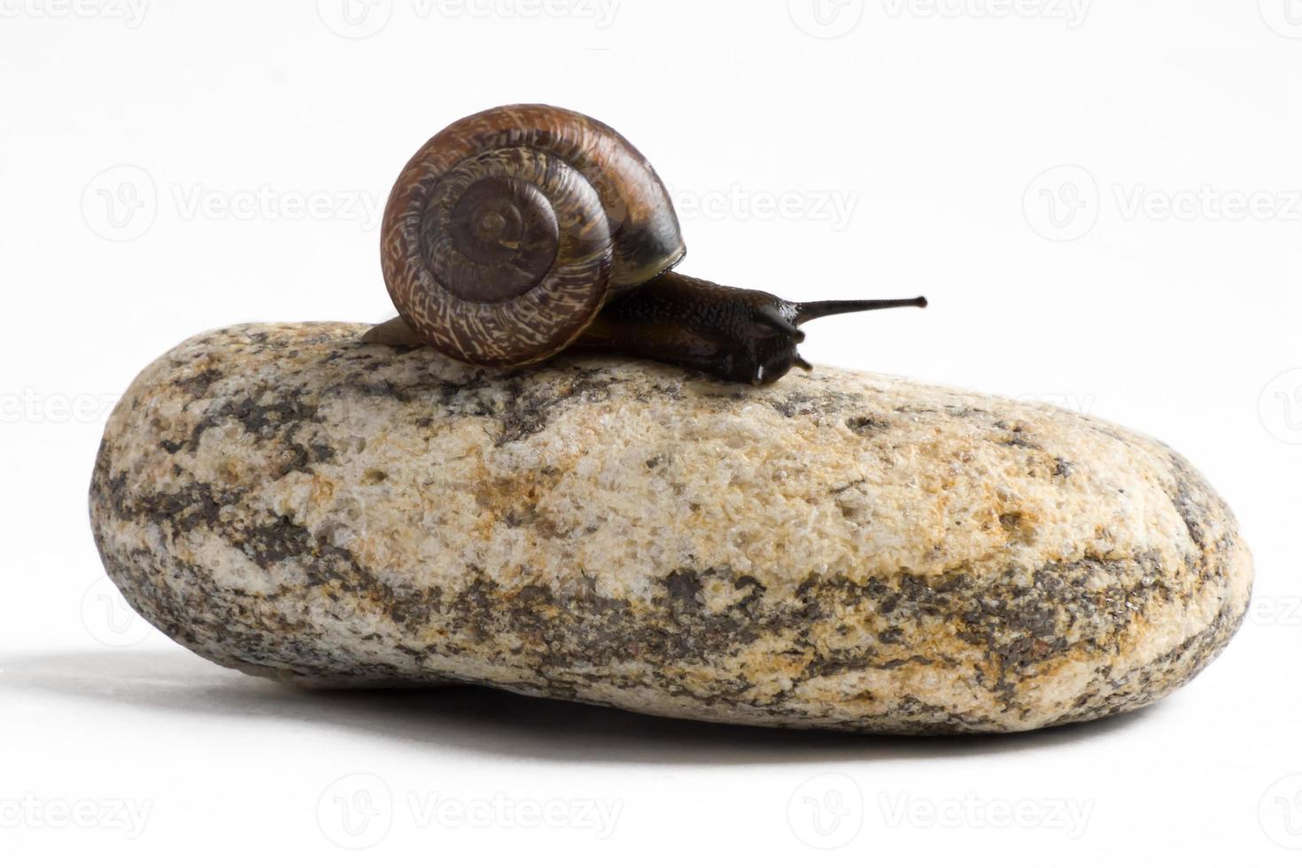 Caracol de vid en la pila de piedras de spa contra el fondo blanco. foto