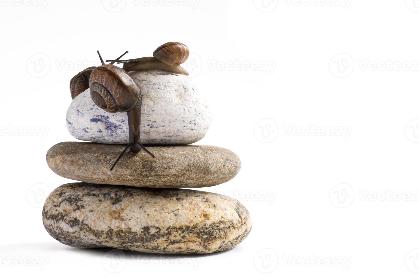 Caracol de vid en la pila de piedras de spa contra el fondo blanco. foto