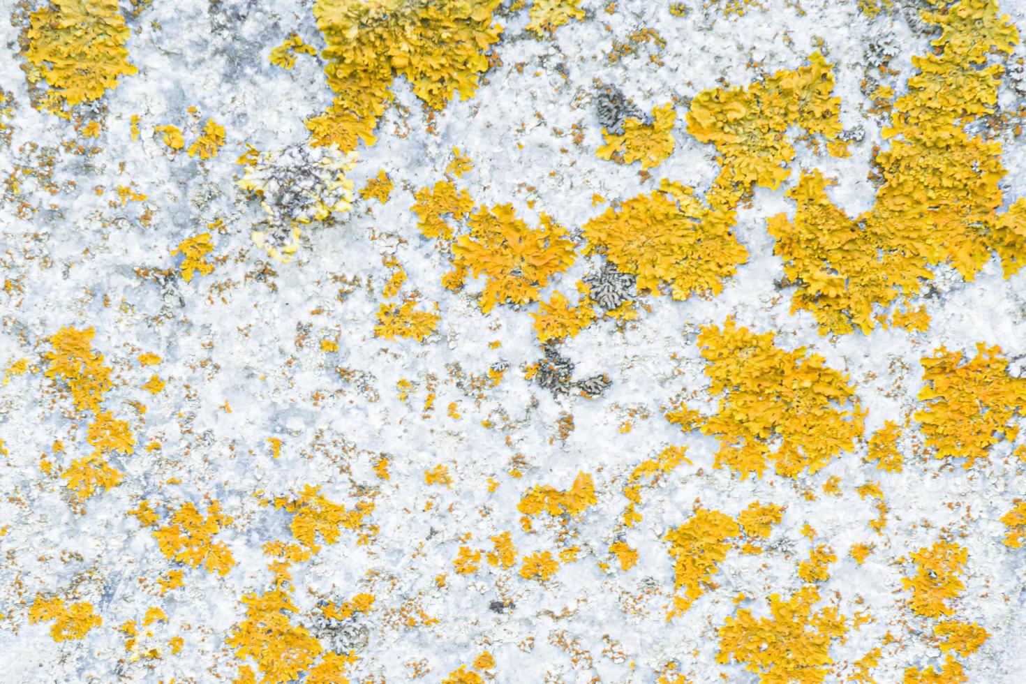 stone with gray and orange color with fungus, texture background. photo