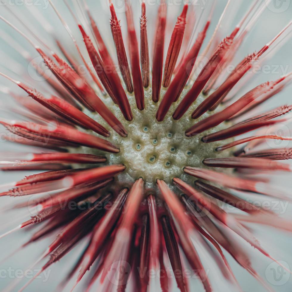 flor de diente de león romántico en la temporada de primavera foto
