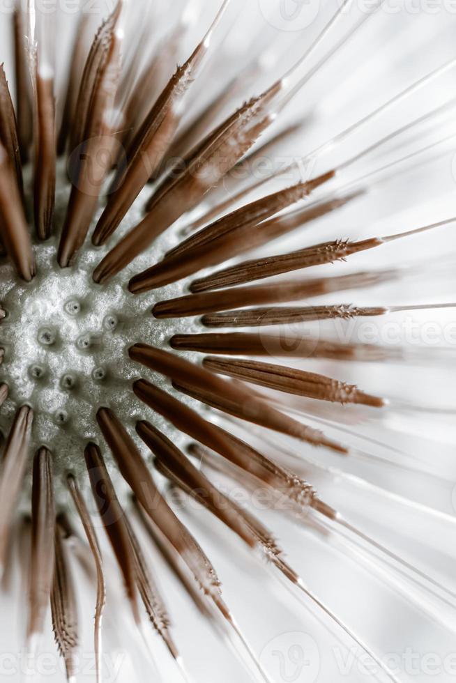 romantic dandelion flower in spring season photo