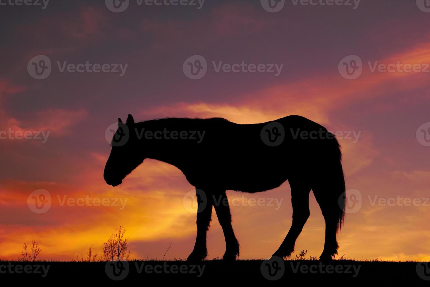 horse silhouette in the sunset photo