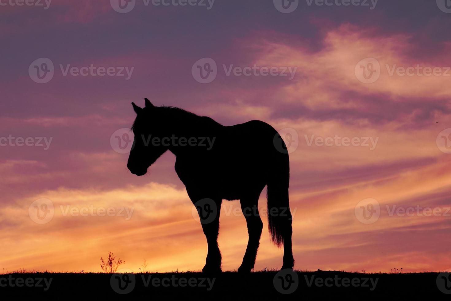 silueta de caballo en la puesta del sol foto