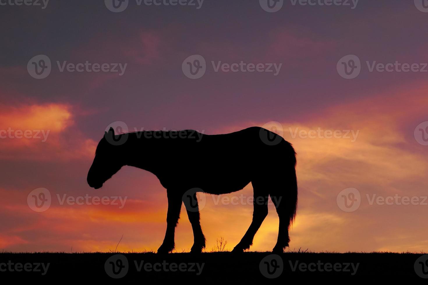 horse silhouette in the sunset photo