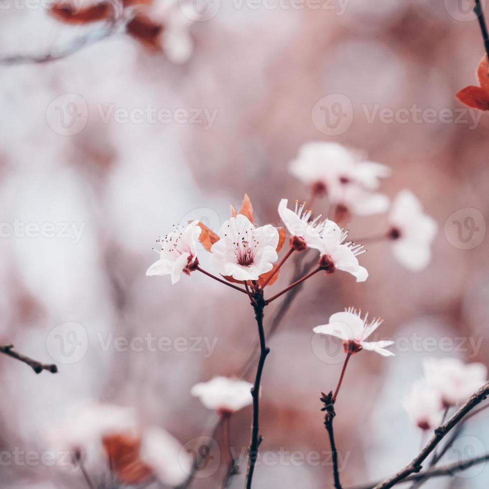 flor de cerezo en primavera flores de sakura foto