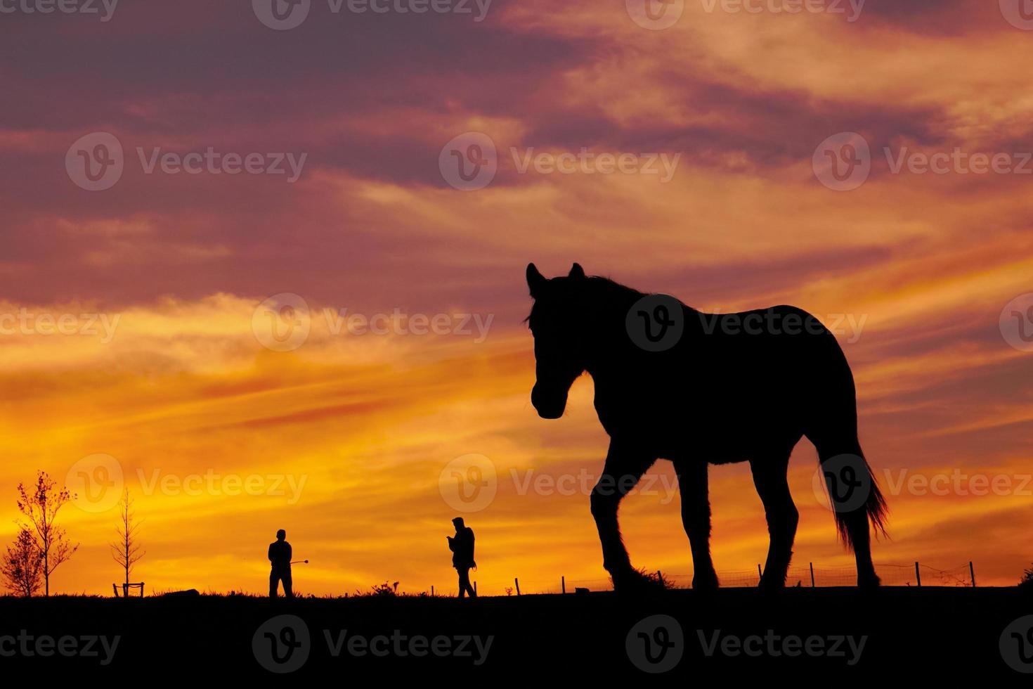 horse silhouette in the sunset photo