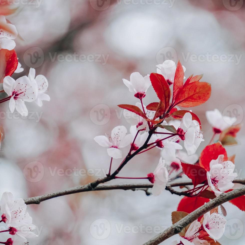 cherry blossom in springtime sakura flowers photo