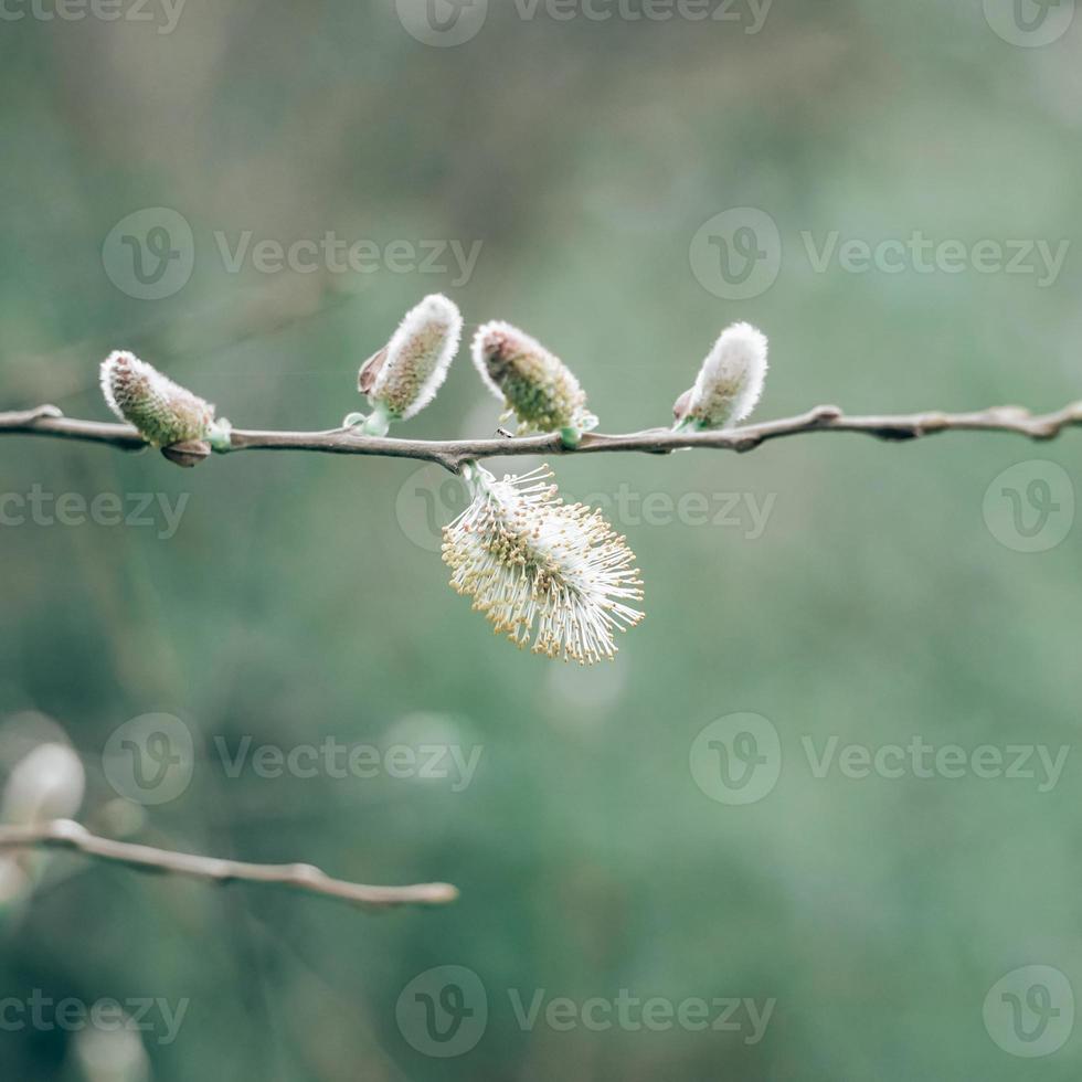 tree sprout in spring season photo