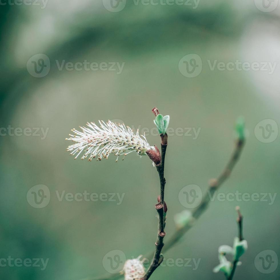 brote de árbol en la temporada de primavera foto