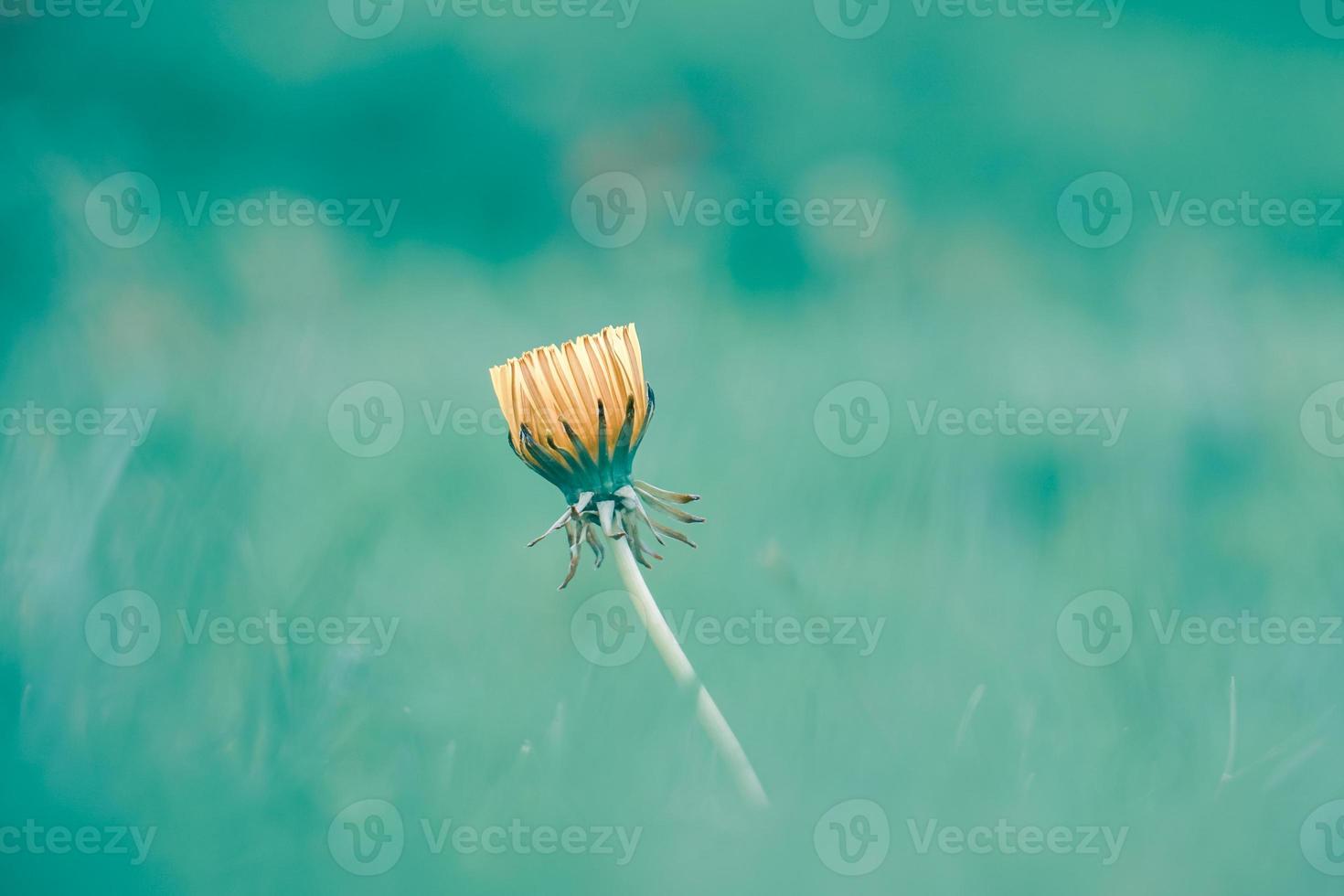 beautiful yellow flower in springtime photo