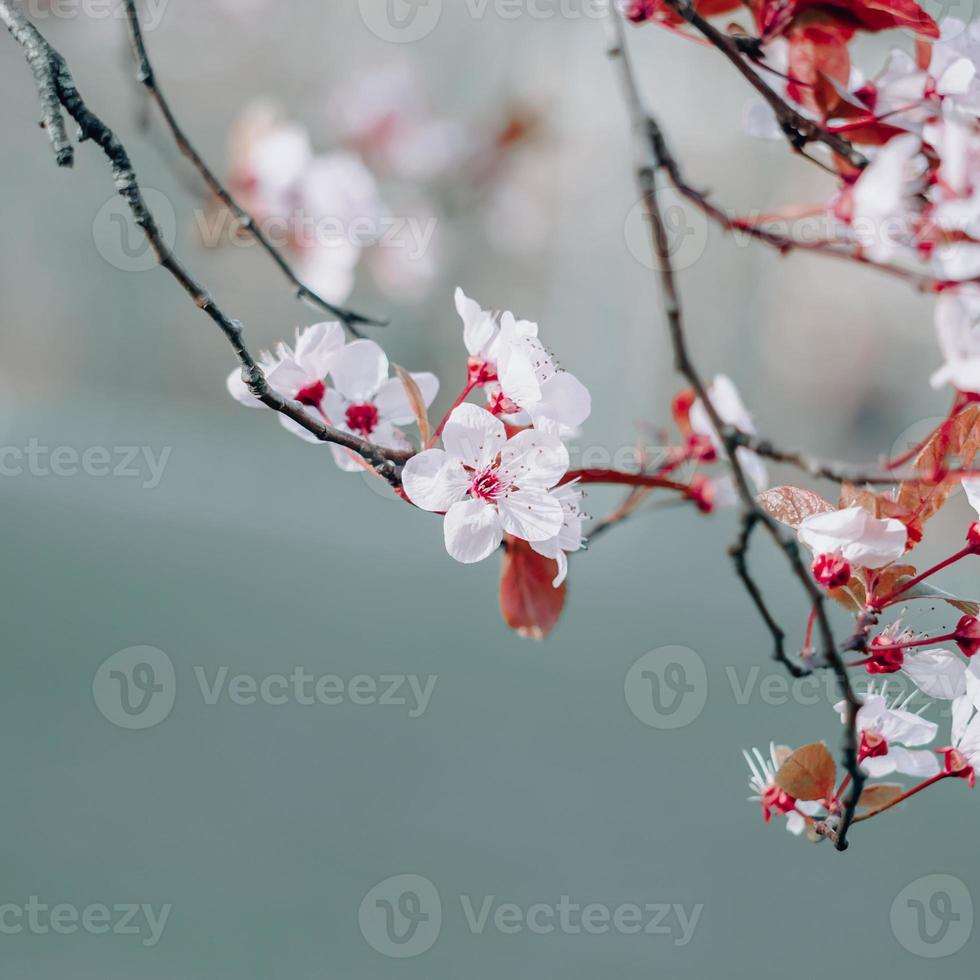 beautiful cherry blossom sakura flower photo