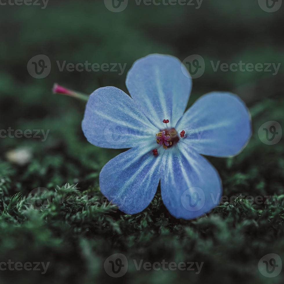 beautiful blue flower in springtime photo