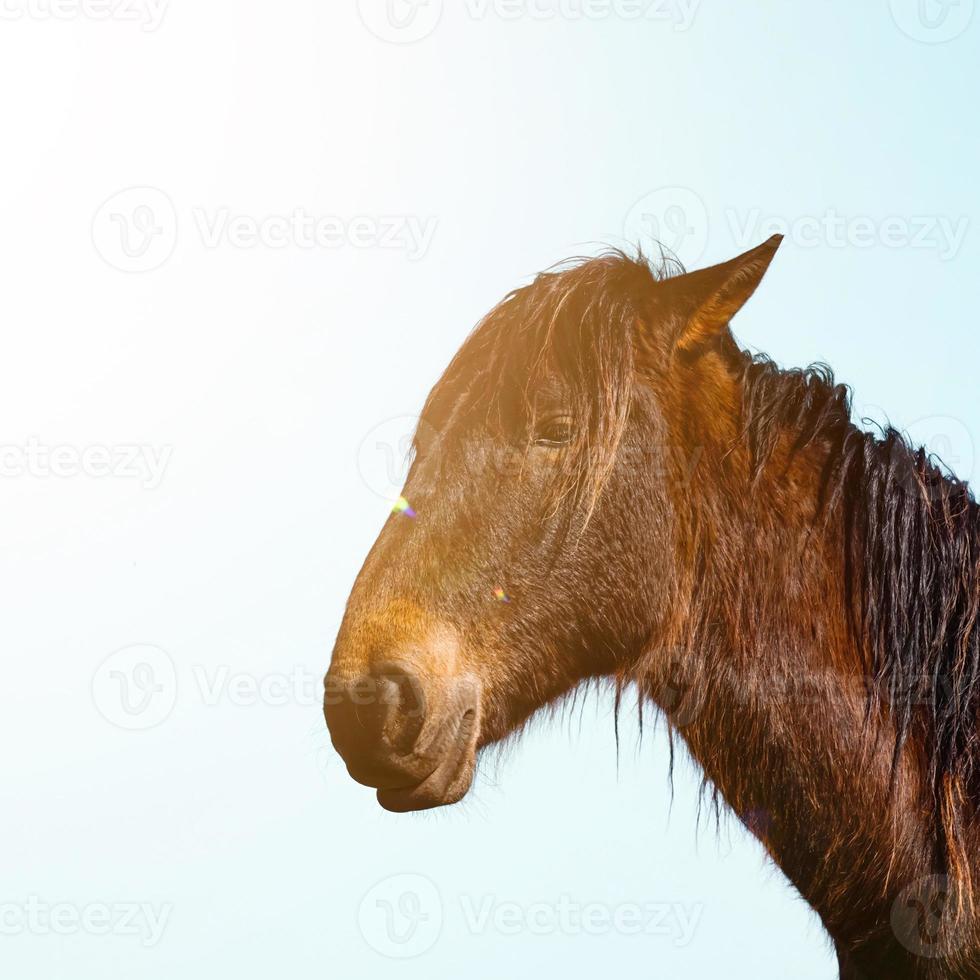 hermoso retrato de caballo marrón foto