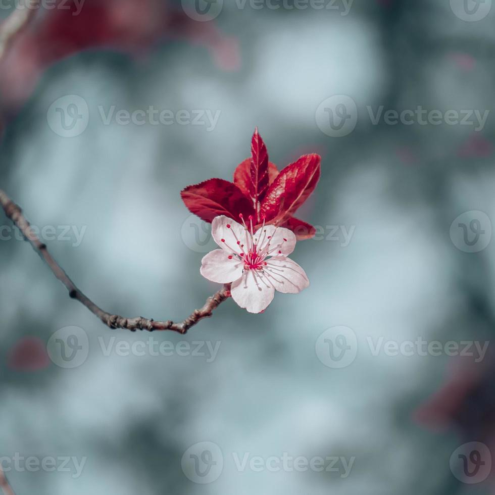 hermosa flor de cerezo flor de sakura foto