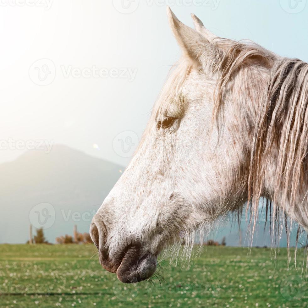 beautiful white horse portrait photo