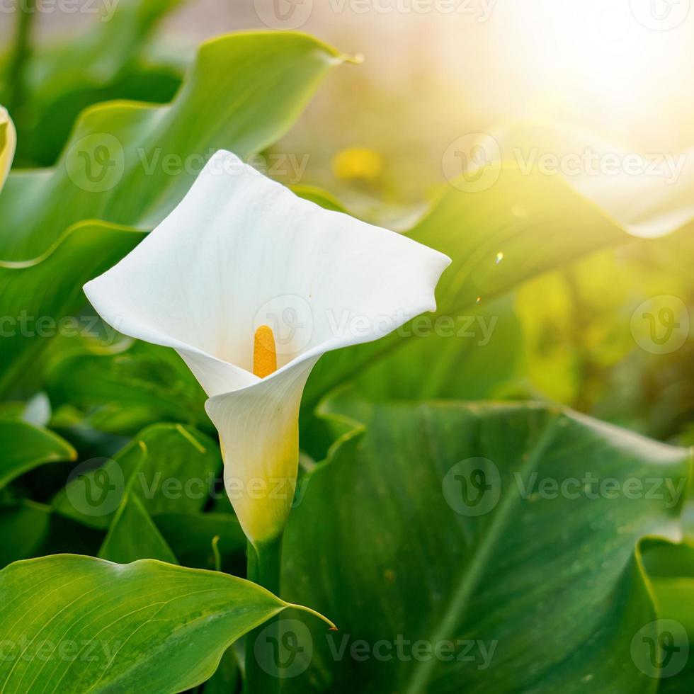 hermosa flor de lirio calla en el jardín foto