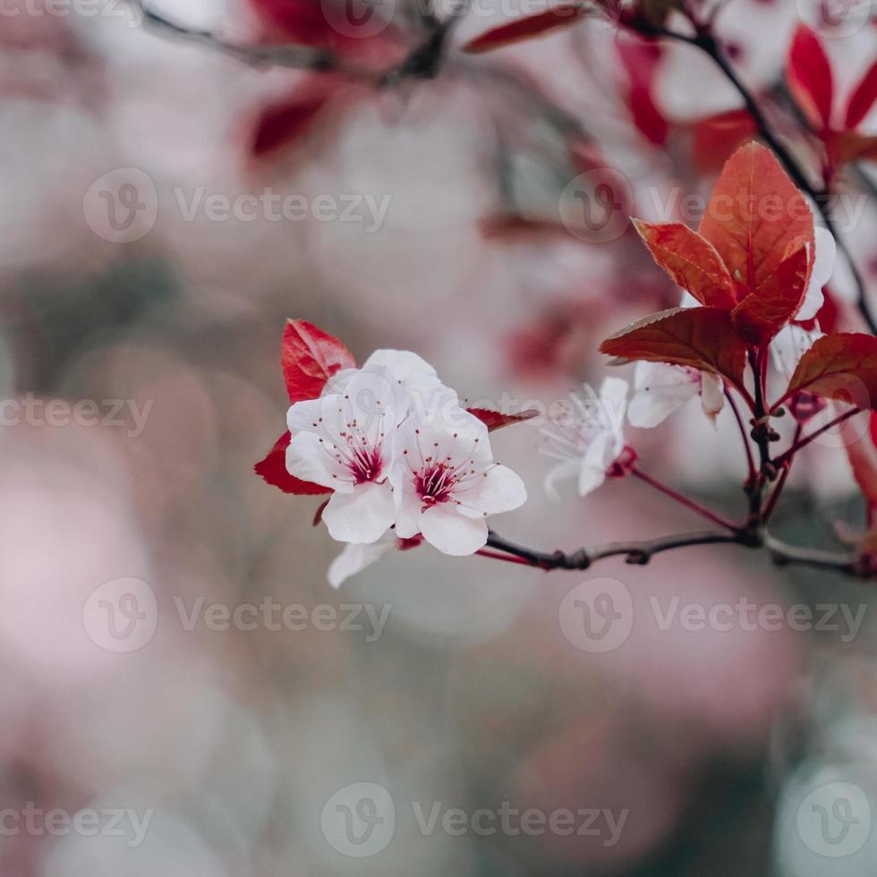 beautiful cherry blossom sakura flowers photo